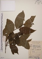 藏品(大青)的圖片