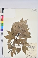 藏品(細葉青剛、黑稠、黑櫟、小葉青剛)的圖片