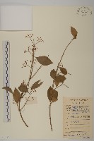 藏品(常春衛矛)的圖片