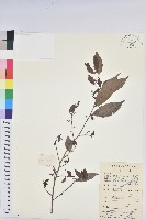 藏品(日本五月茶、南投五月茶)的圖片