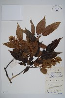 藏品(雷公鵝耳櫪)的圖片