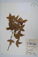 藏品(嶺南槭)的圖片