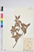 藏品(吊鐘花)的圖片