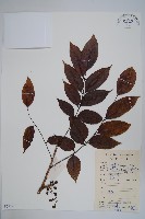 藏品(野漆、木臘樹)的圖片