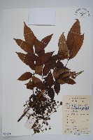 藏品(木蜡樹、野漆樹)的圖片