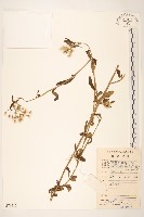 藏品(一枝香)的圖片