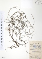 藏品(無根草)的圖片