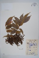 藏品(野漆、木臘樹)的圖片