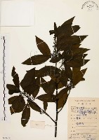 藏品(山胡椒)的圖片