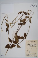 藏品(土牛膝)的圖片