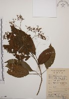 藏品(大青)的圖片