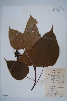 藏品(臙脂樹)的圖片