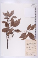 藏品(華杜英)的圖片