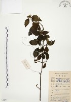 藏品(毛玉葉金花)的圖片