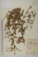 藏品(雞兒腸)的圖片