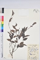 藏品(白背算盤子)的圖片