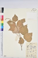 藏品(白背葉)的圖片