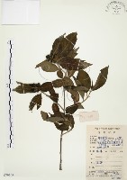 藏品(毛玉葉金花)的圖片