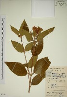 藏品(野牡丹)的圖片