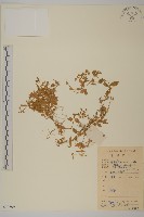 藏品(繁縷)的圖片