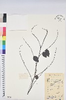 藏品(喙果黑面神)的圖片