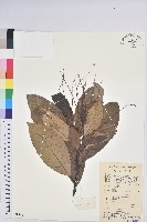 藏品(黧蒴栲)的圖片