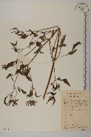 藏品(崗柃)的圖片