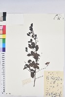 藏品(白飯樹)的圖片