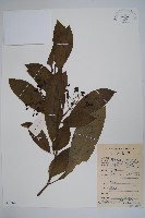 藏品(催吐蘿芙木)的圖片