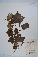 藏品(八角楓)的圖片