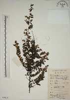 藏品(小葉黃鱔藤)的圖片