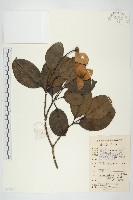 藏品(香港四照花)的圖片