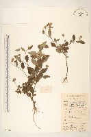 藏品(嶺南野菊)的圖片