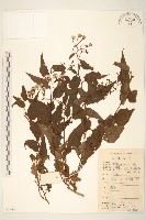 藏品(蔓黃菀)的圖片