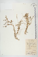 藏品(珠芽佛甲草)的圖片