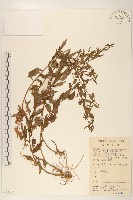 藏品(雞兒腸)的圖片