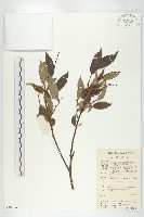 藏品(延平柿)的圖片