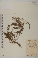 藏品(石胡荽、吐金草)的圖片