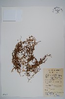 藏品(半邊蓮、鐮磨仔草)的圖片