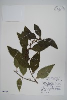 藏品(多子漿果莧)的圖片