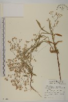 藏品(野茼蒿)的圖片