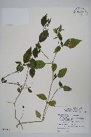 藏品(長花九頭獅子草、山藍)的圖片