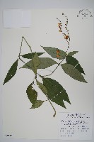 藏品(針刺草)的圖片