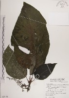 藏品(紅頭咬人狗)的圖片