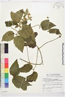 藏品(銹毛鐵線蓮)的圖片