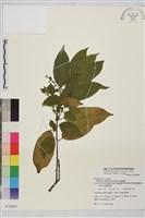 藏品(桶鉤藤)的圖片