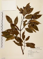 藏品(香桂)的圖片