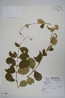 藏品(武靴藤)的圖片