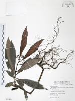 藏品(九節木、牛屎烏、青龍吐霧)的圖片