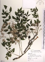 藏品(楝、苦楝)的圖片